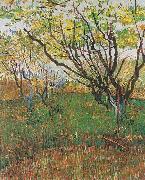 Vincent Van Gogh Flowering Orchard Sweden oil painting artist